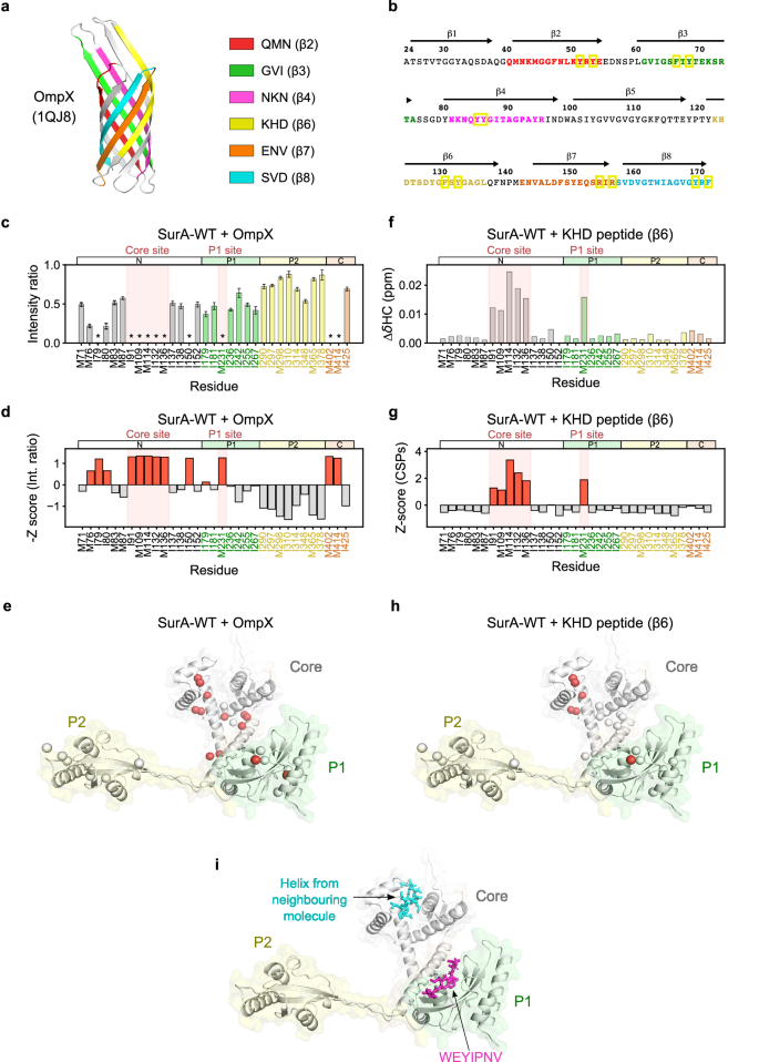 Fig. 3: Dual binding hotspots in SurA mediate affinity for OMP substrates.