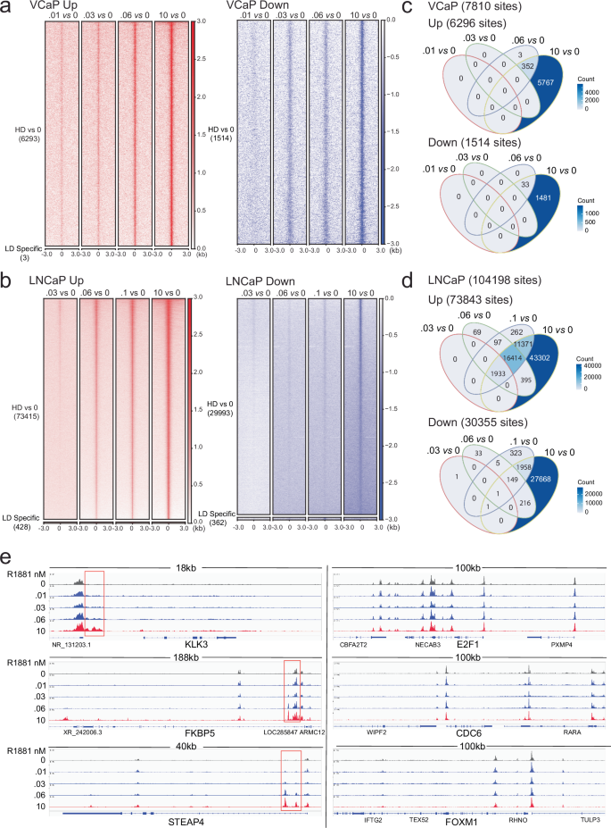Fig. 2: Low dose androgen biology is not driven by the canonical transcriptional activity ascribed to AR.