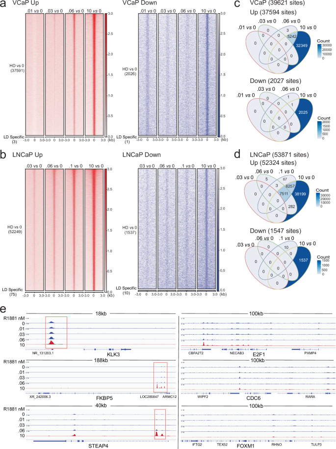 Fig. 3: Low-dose androgen does not promote AR binding to chromatin.