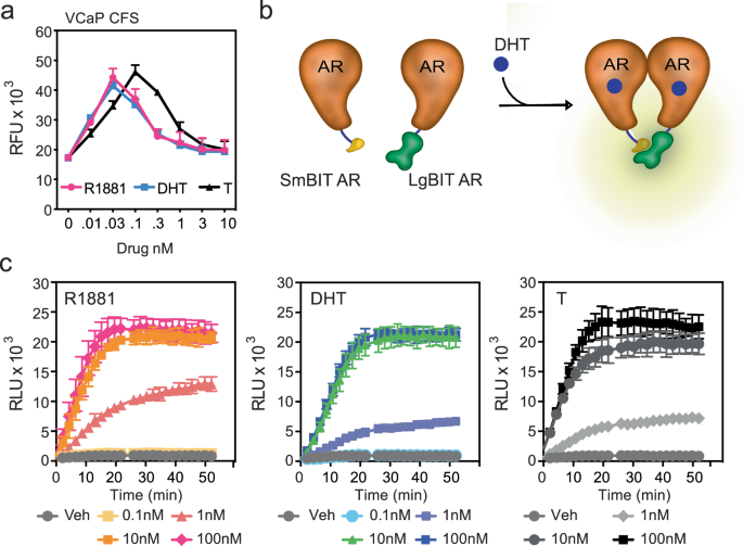Fig. 4: Low dose androgens do not facilitate receptor dimerization.