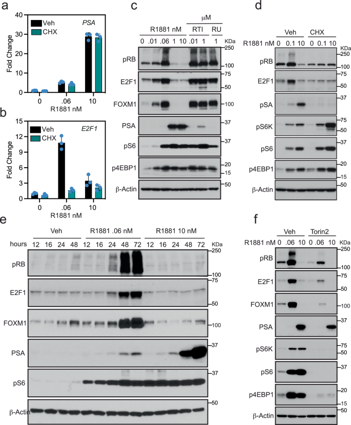 Fig. 6: AR regulated proliferation is mTOR dependent.
