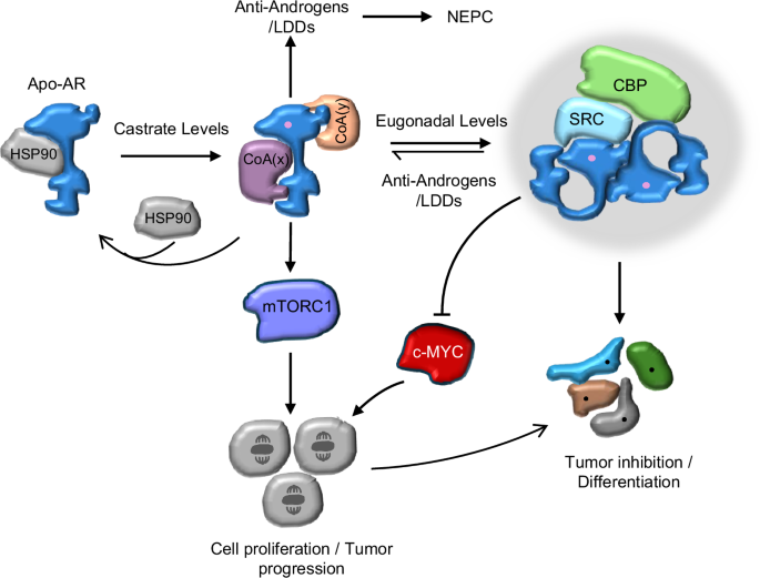 Fig. 8: Monomeric and dimeric forms of AR manifest different biologies.