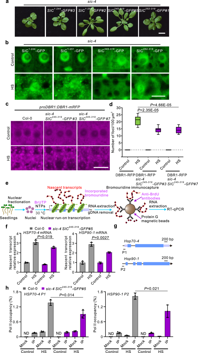Sequestration of DBR1 to stress granules promotes lariat intronic RNAs accumulation for heat-stress tolerance | Nature Communications sequestration-of-dbr1-to-stress-granules-promotes-lariat-intronic-rnas-accumulation-for-heat-stress-tolerance-nature-communications