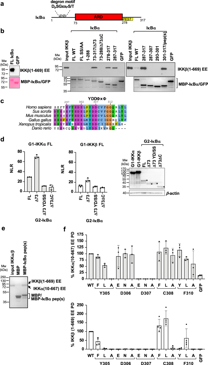 Fig. 1: IKKα and IKKβ interactions with the YDDΦxΦ motif of IκBα.