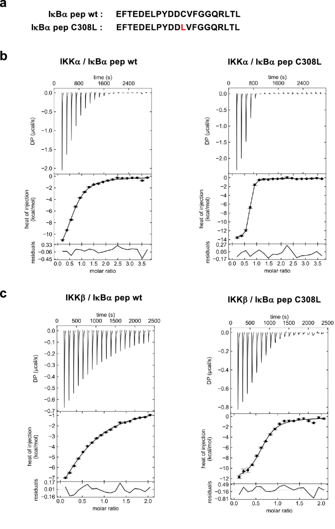 Fig. 2: ITC analysis of the IKKα and IKKβ interactions with IκBα pep.