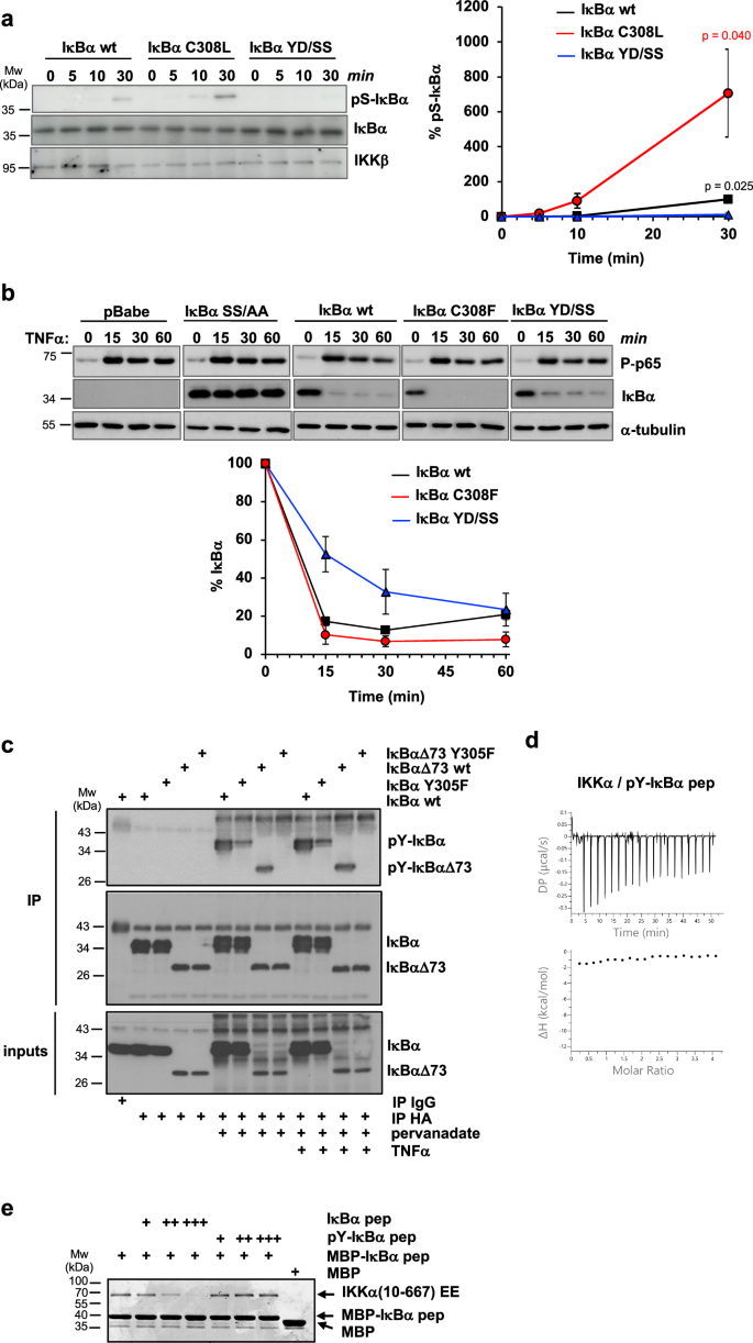 Fig. 3: Functional analyzes on the YDDΦxΦ docking interaction.