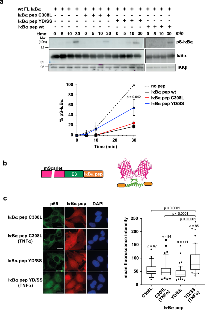 Fig. 4: Inhibition of canonical NF-κB signaling by IκBα pep.