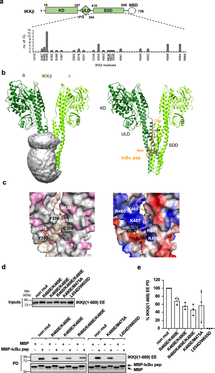 Fig. 5: Structural analyzes of the IKKβ/IκBα pep interaction.