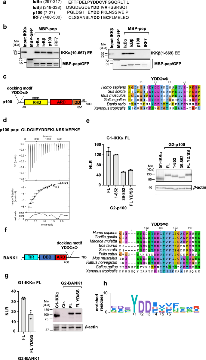 Fig. 6: The YDDΦxΦ motif in NF-κB signaling partners of IKKs.