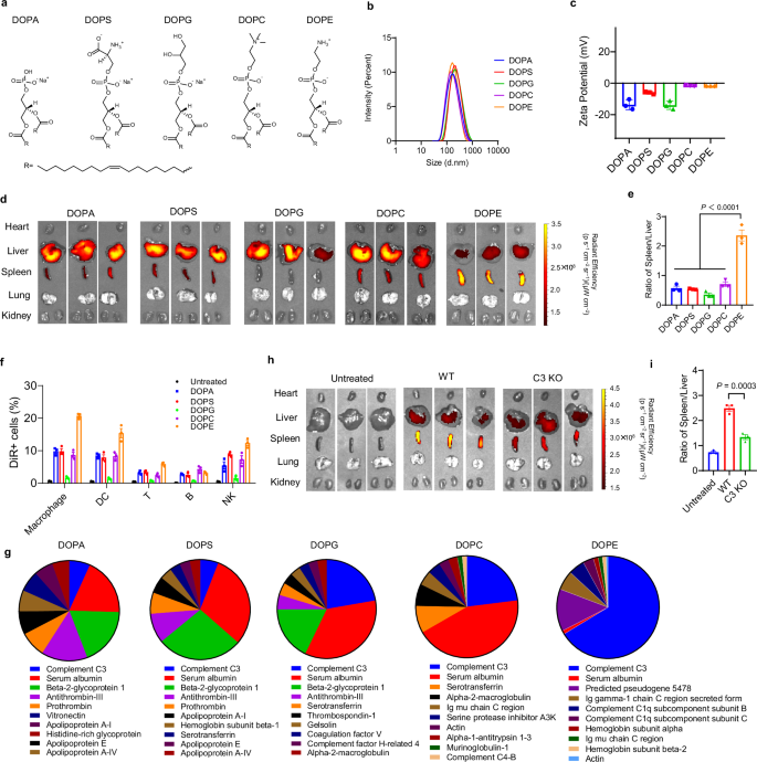 Fig. 1: The biodistribution of liposomes is highly dependent on the protein corona.