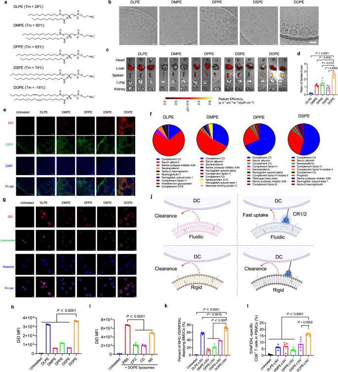 Fig. 3: Fluidity and protein corona both affect the biodistribution and immune responses.