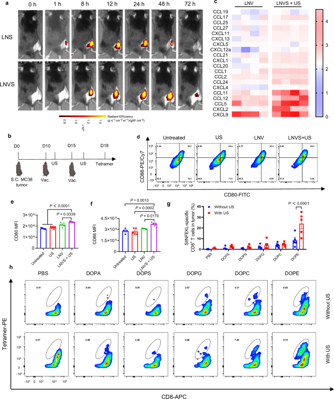 Fig. 4: LNVS promotes the recruitment of antigen-specific T cells to the tumor in the presence of ultrasound.