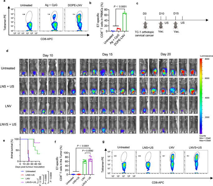 Fig. 6: LNVS exhibits a potent therapeutic effect on orthotopic cervical cancer.