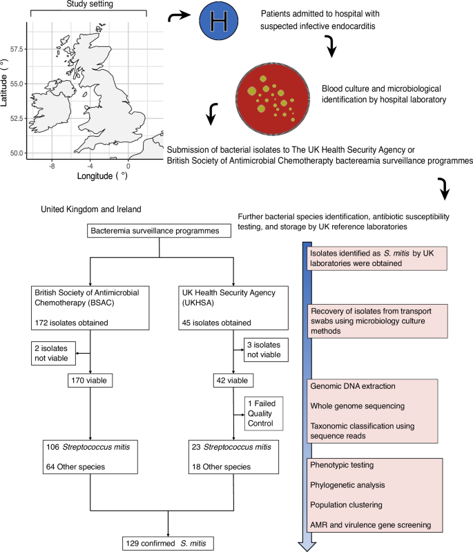 Population genomics of Streptococcus mitis in UK and Ireland 