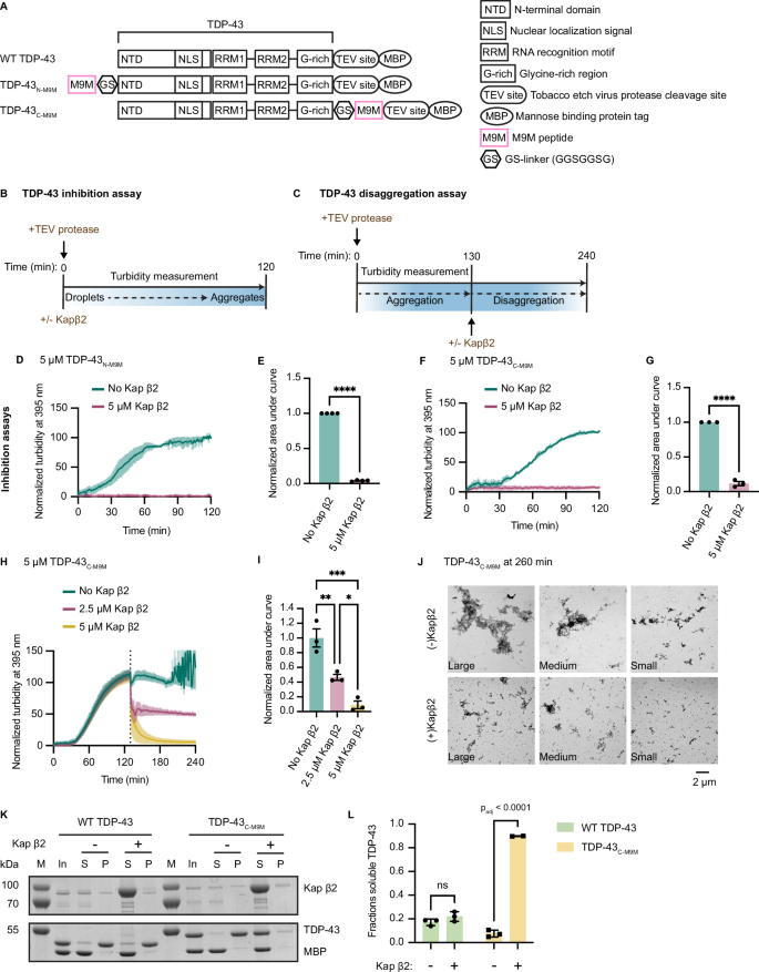 Fig. 3: Kapβ2 mitigates aggregation of TDP-43 tagged with M9M at C-terminus.