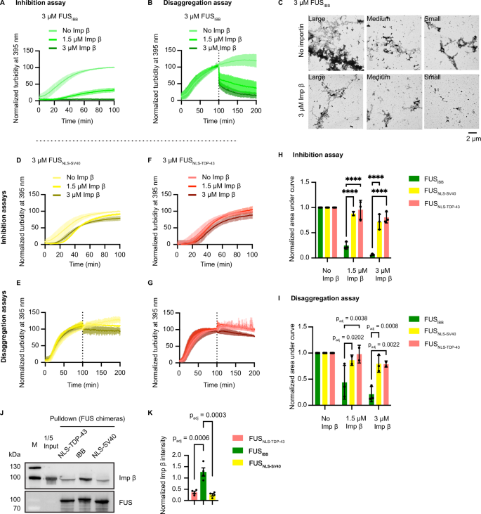 Fig. 5: Importin β alone can mitigate aggregation of FUSIBB.