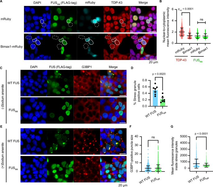 Fig. 6: Importin β transports and chaperons FUSIBB in cells independently of Imp α.
