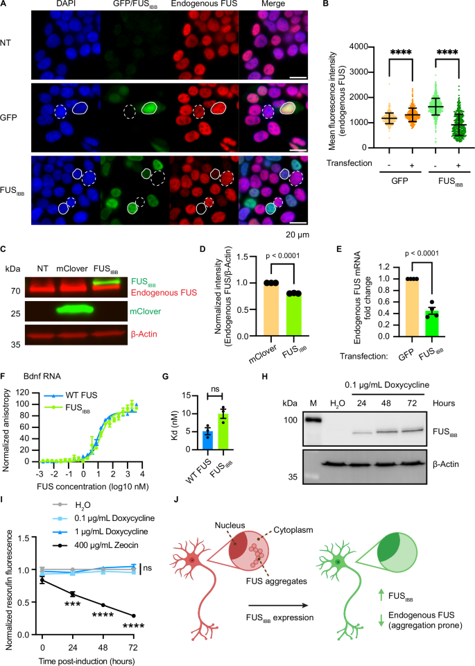 Fig. 7: FUSIBB lowers endogenous FUS expression and is not toxic to cells.