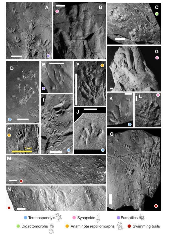 Fig. 2: Vertebrate Ichnotaxa from the Wamsutta Formation.