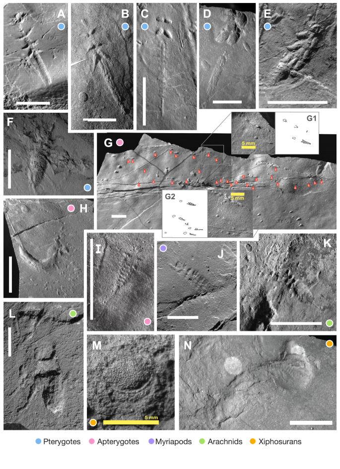 Fig. 3: Invertebrate full-body impressions (FBI), body fossils, tracks and trails.