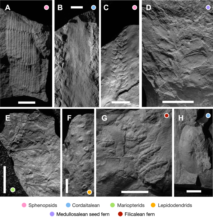 Fig. 4: Macrofloral fossils from the Wamsutta Formation.