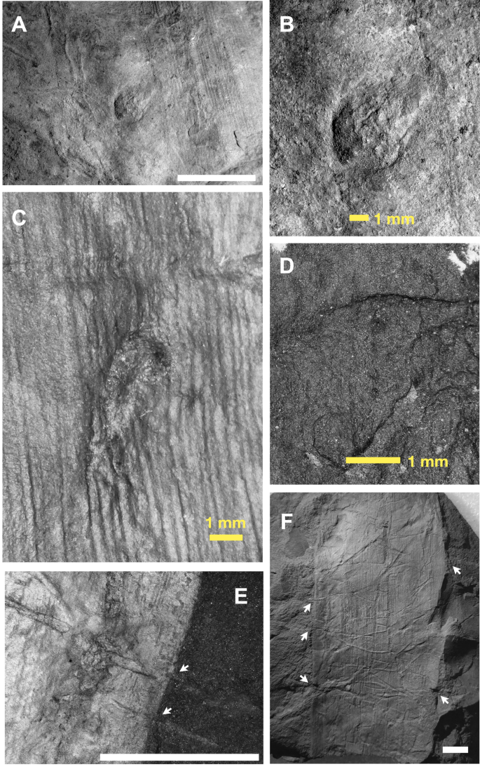 Fig. 5: Organismic interactions preserved in the Wamsutta Formation.