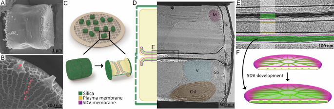 Fig. 1: Imaging SDVs inside T. pseudonana cells using cryoET.