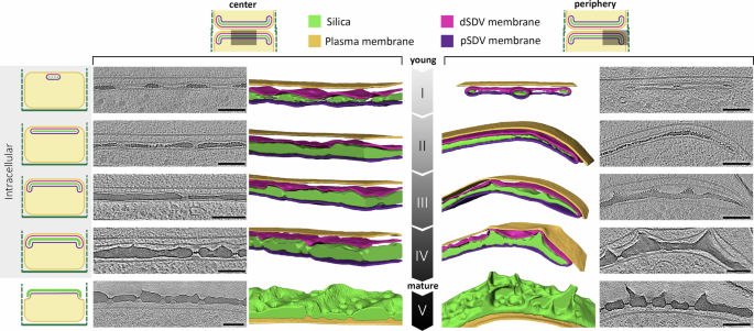 Fig. 2: Structural characteristics of the SDV developmental sequence imaged by in-cell cryoET.