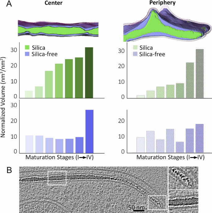 Fig. 3: Structural analyses of growing silica inside the SDV.