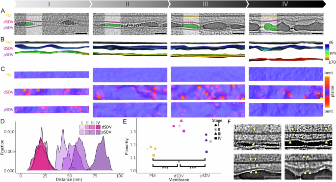 Fig. 4: Relationship between the plasma membrane and both sides of the SDV membrane.
