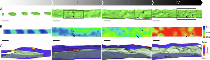 Fig. 5: Formation of cribrum pores.