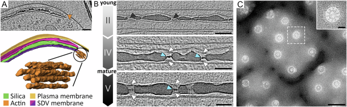 Fig. 6: Organic structures associated with silica formation.