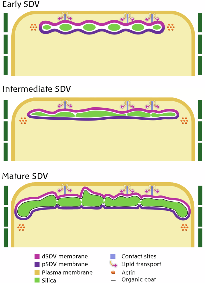 Fig. 7: Structural traits of SDV formation and morphogenesis.