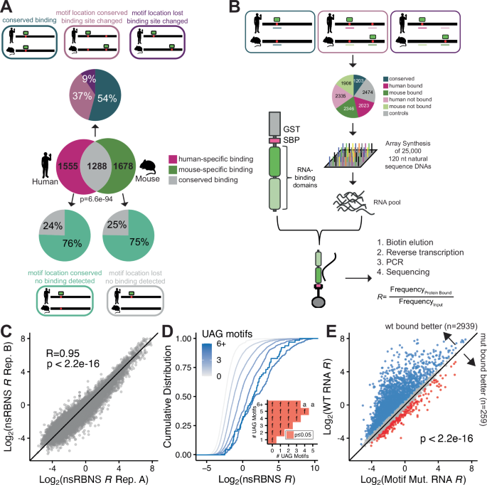 Fig. 1: Design and validation of natural sequence RNA bind-n-seq (nsRBNS).