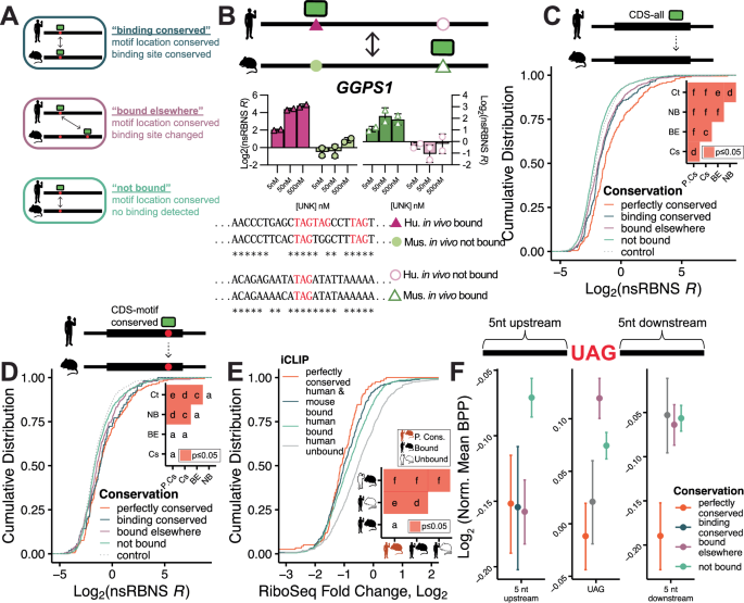 Fig. 3: Analysis of species-specific syntenic motif level binding patterns.
