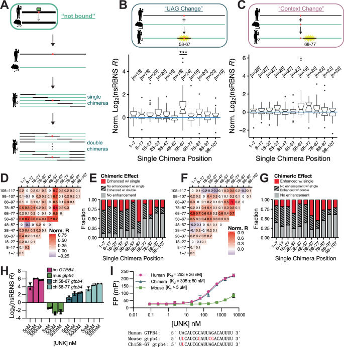 Fig. 4: Analysis of regional impacts on binding.