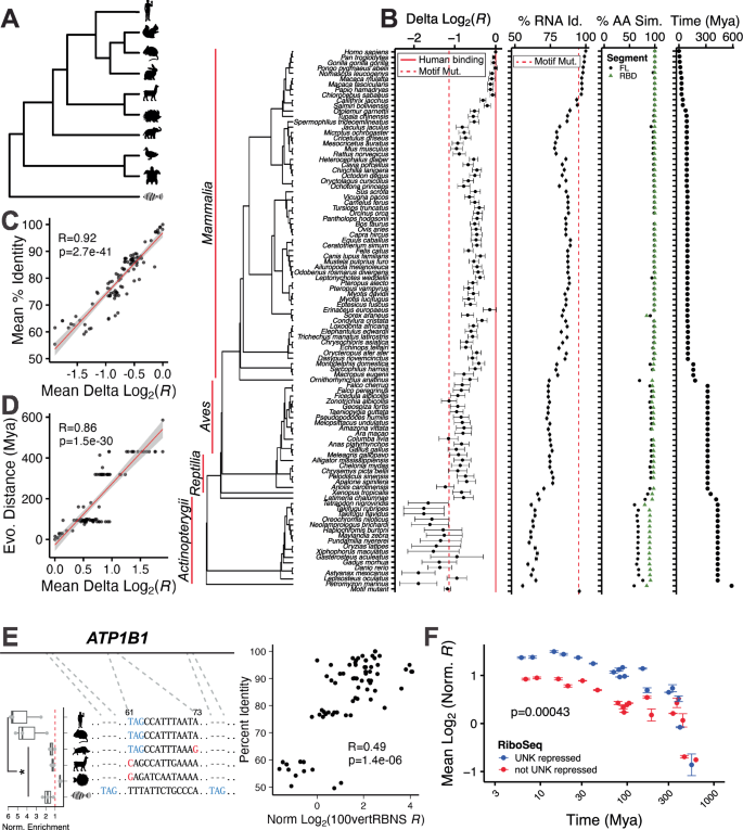 Fig. 5: Evolutionary conservation of binding.