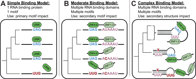 Fig. 6: Models of RNA binding.