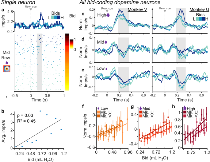Fig. 3: Dopamine neurons exhibit graded responses that reflect the animal’s bids irrespective of reward magnitude.