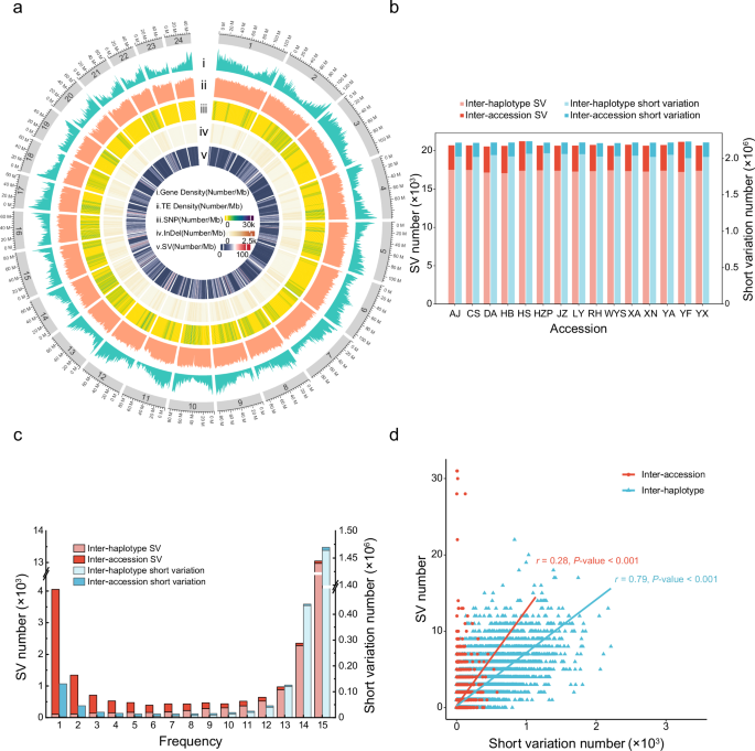 Fig. 1: Characteristics of genetic variations in the moso bamboo pangenome.