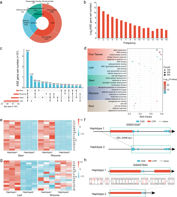 Fig. 3: Allele-specific expression related to environmental adaptation in moso bamboo.