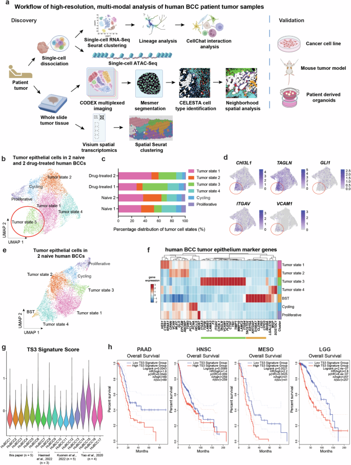 Fig. 1: Integrated single cell analysis of human BCC tumors identifies a tumor state (TS3) enriched by drug treatment.