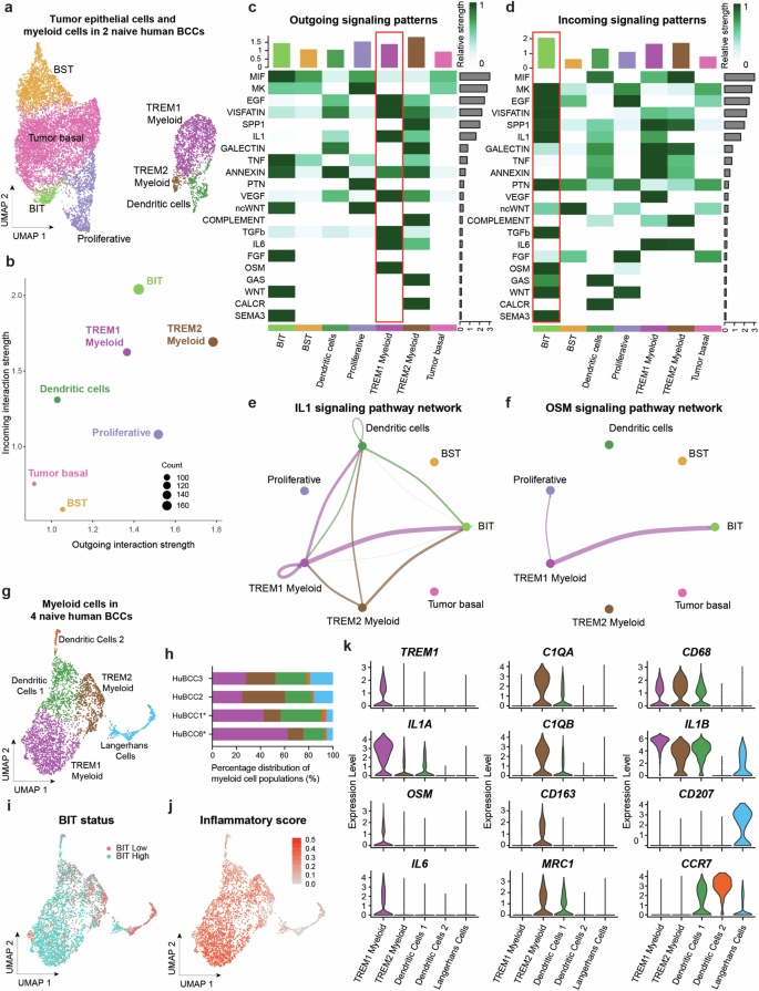 Fig. 4: TREM1 myeloid cell-derived IL1 and OSM signaling correlates with BIT.