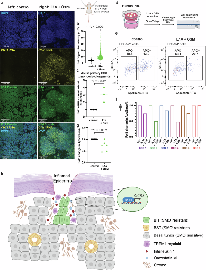Fig. 7: IL1 and OSM combination treatment induces BIT in vivo and ex vivo, leading to resistance to SMOi therapy.
