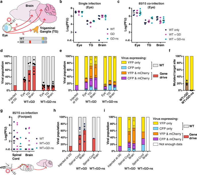 Fig. 3: Gene drive spread during herpes simplex encephalitis.