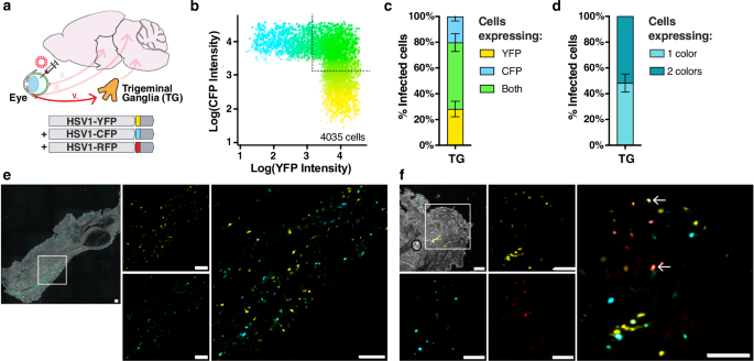 Fig. 5: High levels of co-infection in the TG during HSV-1 infection.