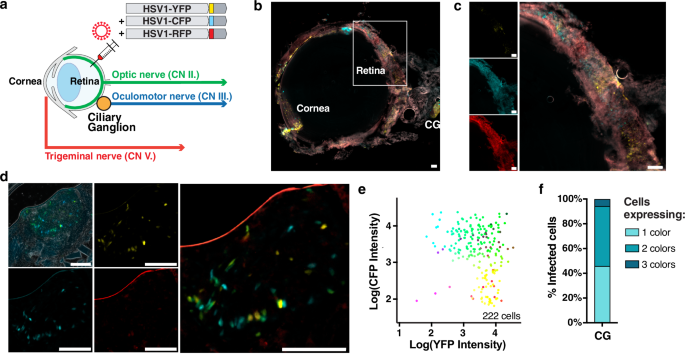 Fig. 7: Co-infection levels in the retina and ciliary ganglion during HSV-1 infection.