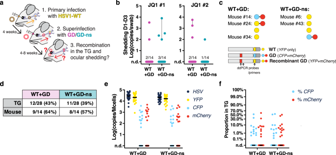 Fig. 8: Gene drive spread during latent infection in Swiss-Webster mice.