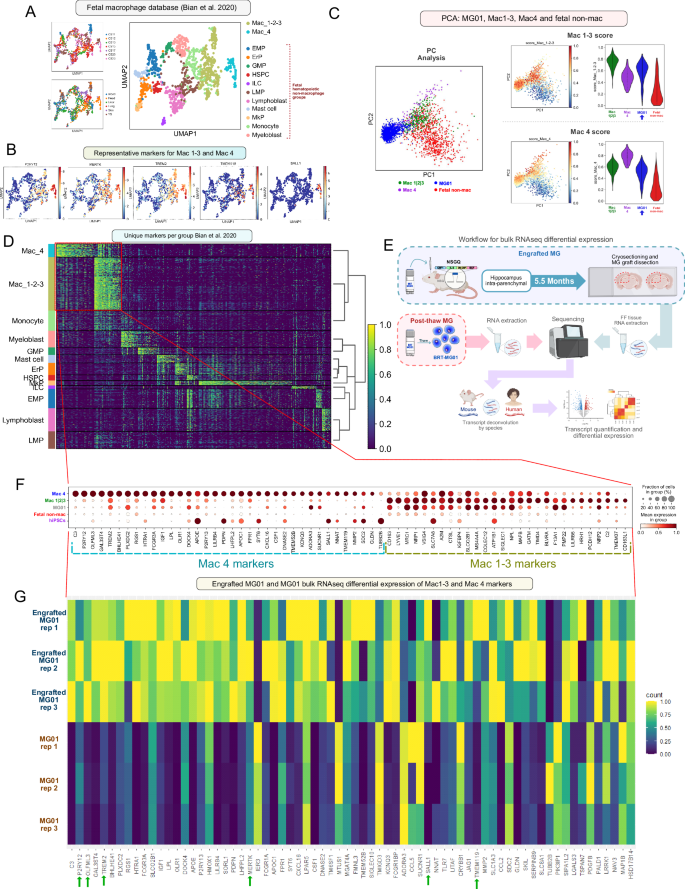 Fig. 2: Transcriptomic analysis of MG01 before and after engraftment.