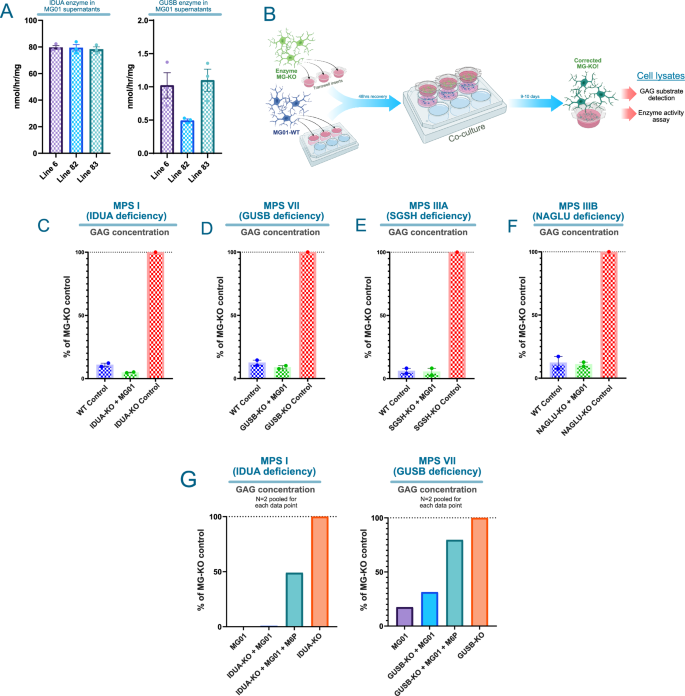 Fig. 3: MG01 restores MPS enzymes to MG-KO cells and reduced glycoprotein accumulations to wild-type levels through mannose-6-phospate receptor mediated uptake.